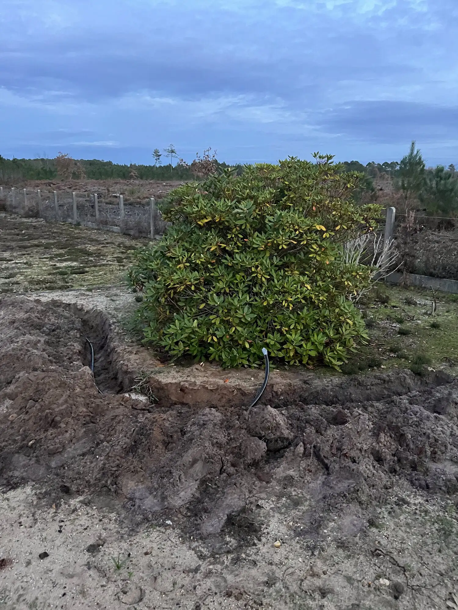 Tranchée contournant un arbuste conservé au milieu du terrain