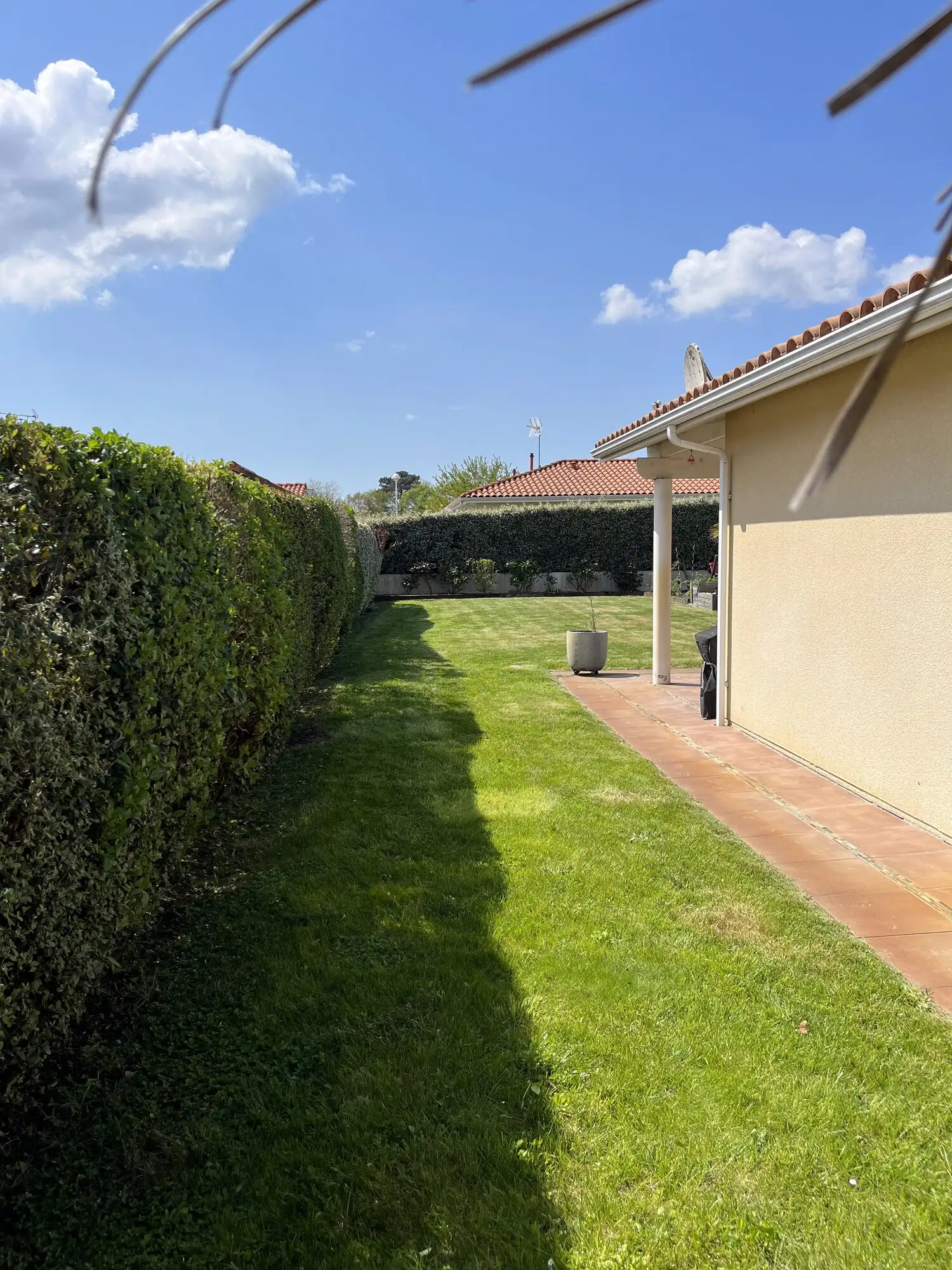 Haie de thuyas taillée droite le long d'une pelouse tondue, devant une maison girondine
