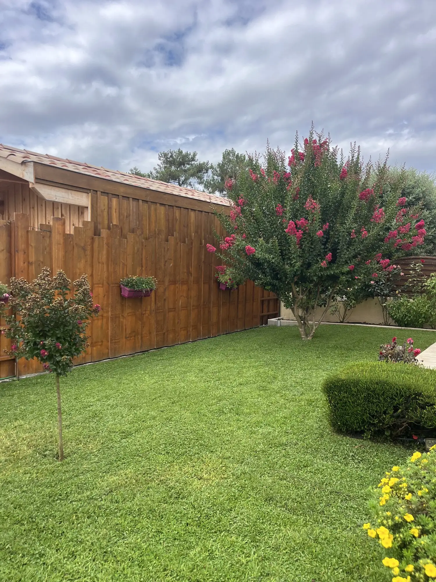 Pelouse tondue et bordures nettes devant une palissade en bois, avec un arbuste en fleurs