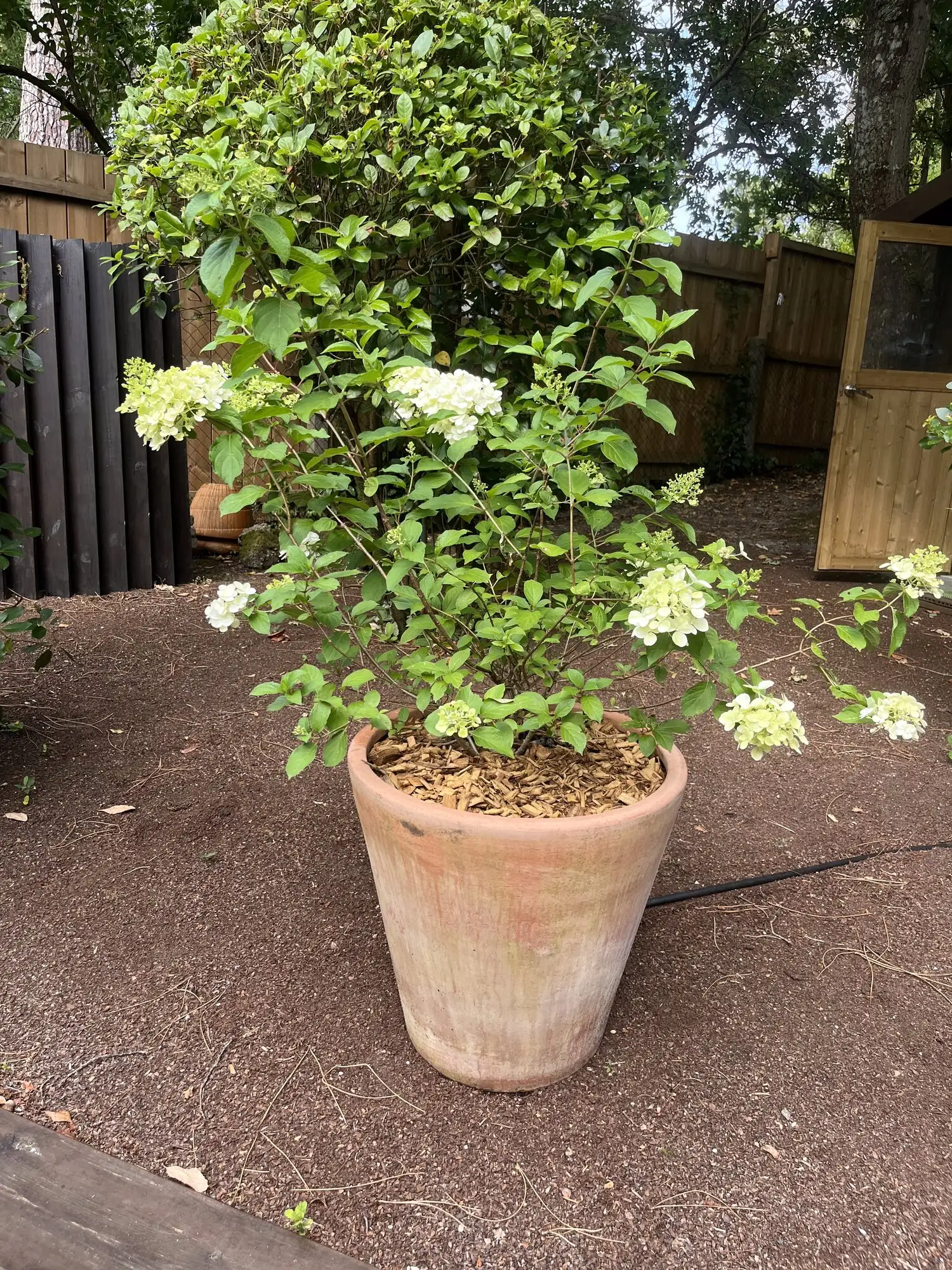 Hortensia blanc en pot en fleurs, à l'entrée de la propriété