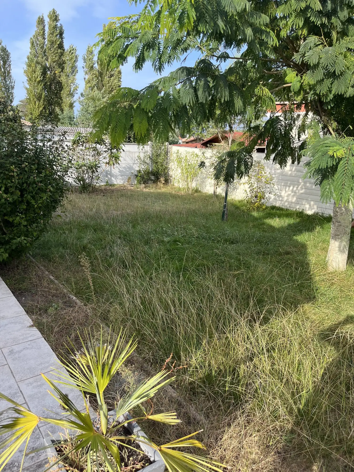 Terrain en friche avec palmier et herbes hautes, avant intervention