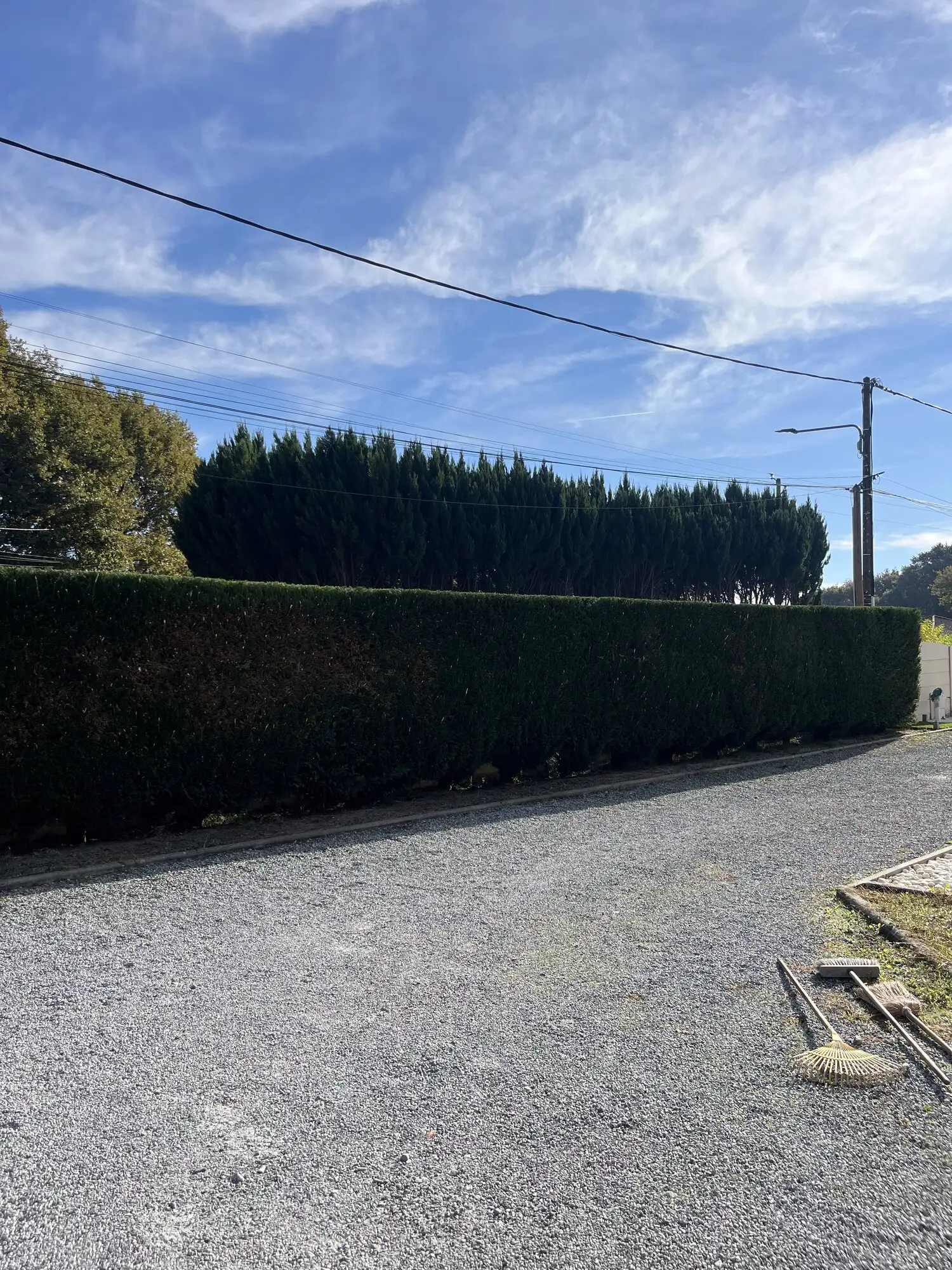 Haie de cyprès taillée sur toute sa longueur le long d'une allée en gravier