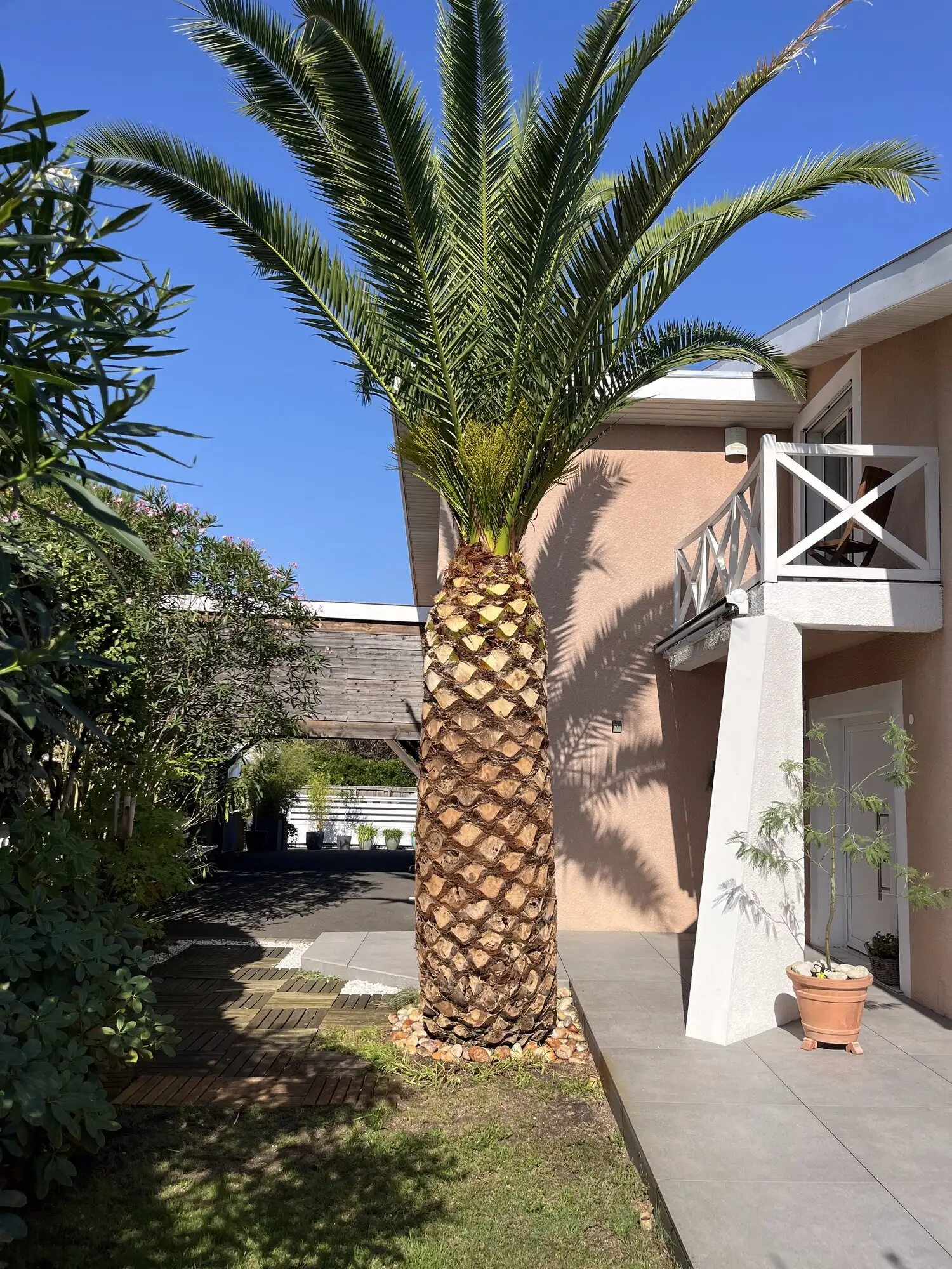 Palmier nettoyé de ses palmes sèches devant une maison
