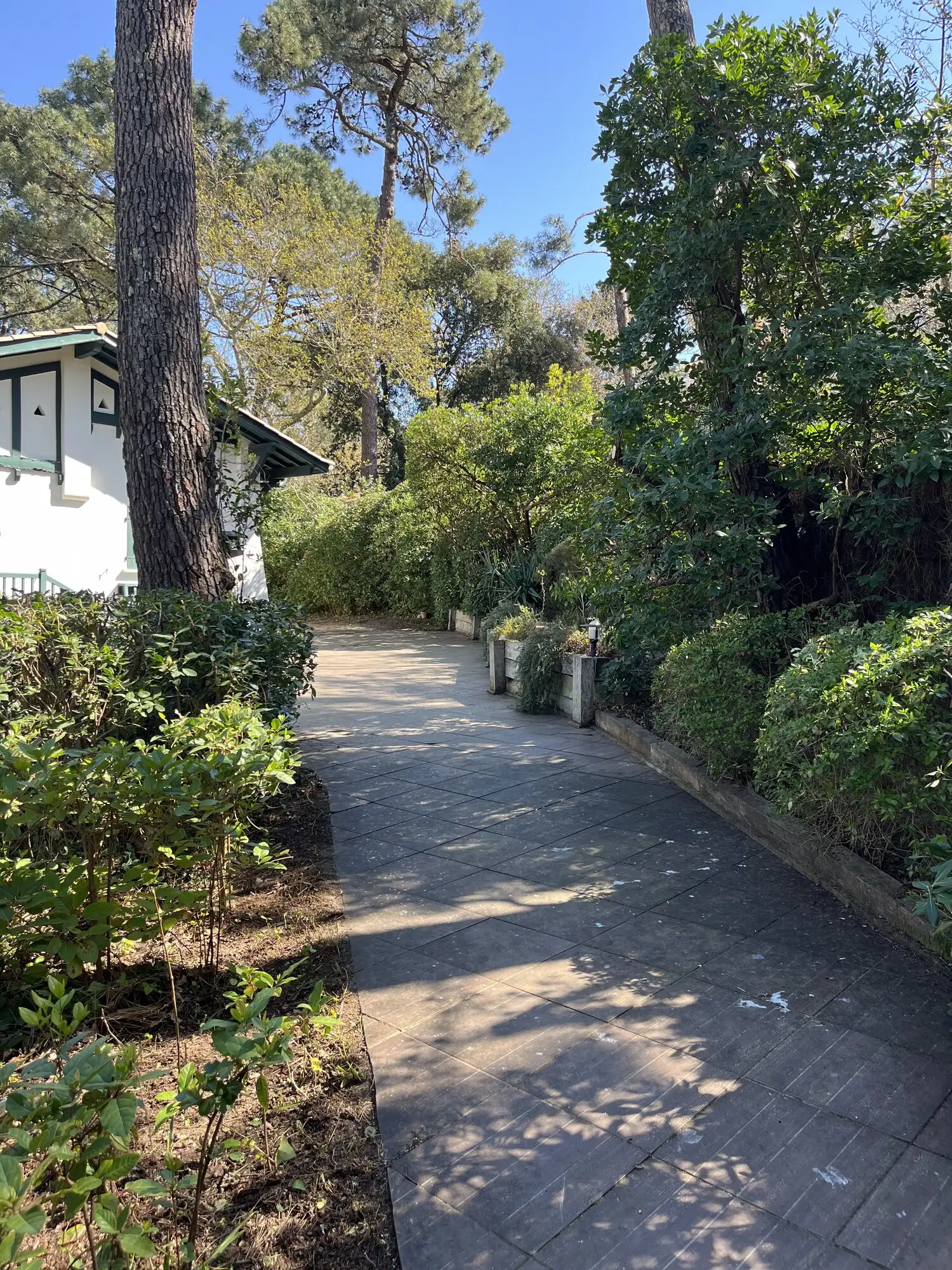 Allée d'accès bordée d'arbustes taillés menant à la villa