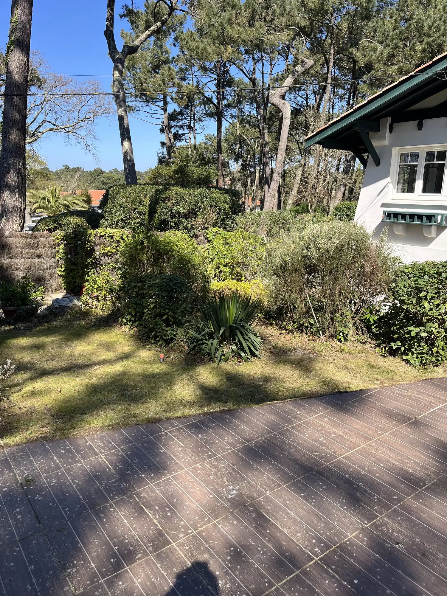 Pelouse et massifs entretenus devant la villa, sous les pins